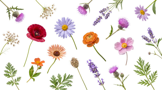 Diverse colorful garden flowers and wild plants arranged on a transparent background, perfect for design.