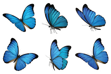 Morpho Butterflies Isolated Vector Illustration, Blue Tropical Butterfly Collection with Detailed Wings for Nature, Wildlife and Decorative Design Projects © YET FAR 