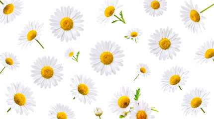 Fototapeta premium Beautiful fresh white daisies and delicate chamomile flowers with green stems.