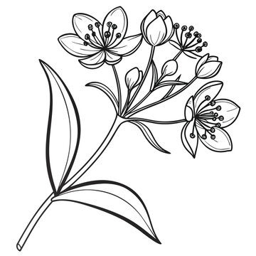 Elegant Bupleurum Botanical Illustration