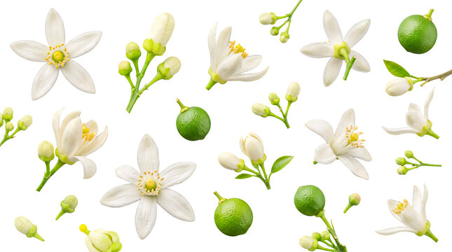Fresh orange or lemon blossoms and small green unripe fruits scattered beautifully on a transparent background.