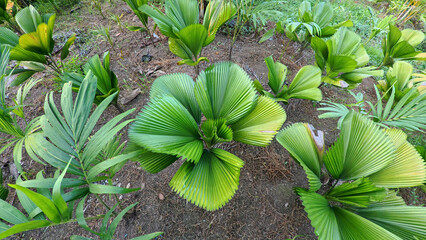 Obraz premium High angle view of young ruffled fan palm growing in the garden, tropical licuala grandis palm tree in agricultural field