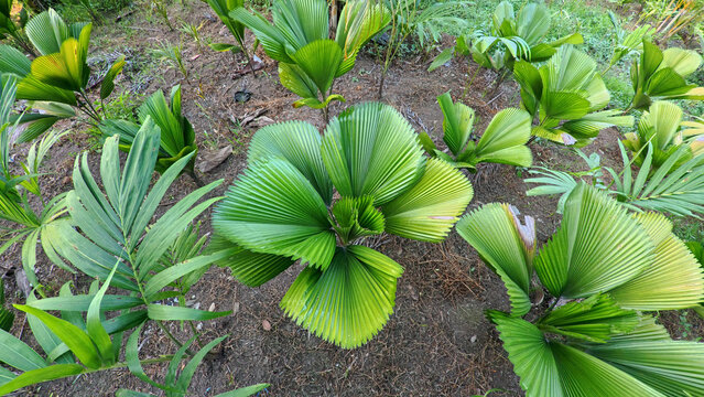 High angle view of young ruffled fan palm growing in the garden, tropical licuala grandis palm tree in agricultural field