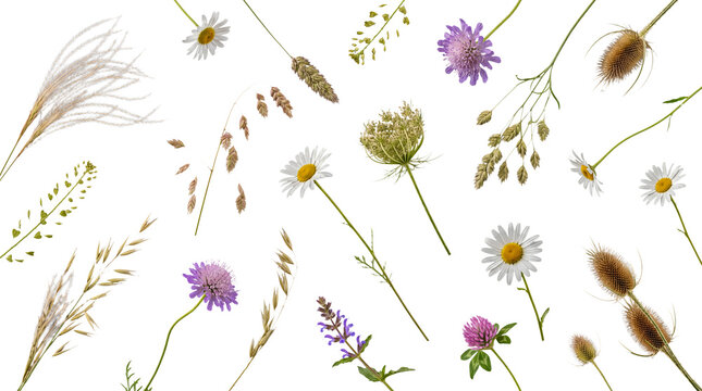 Assortment of wild meadow flowers, grasses, and weeds isolated on a transparent background for design.