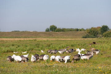 Obraz premium Flock of geese grazing on green grass in rural field. Farm birds wandering on meadow at summer day. Concept of organic poultry farming, countryside life and animal husbandry in nature.