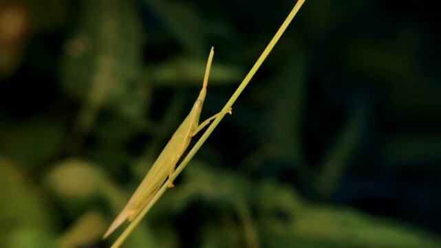 close up of the oriental long-headed grasshopper (Acrida cinerea), which is also often referred to as the leafhopper.