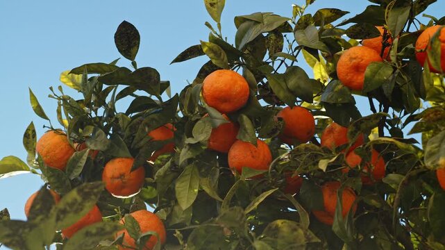 An orange tree dotted with ripe oranges against a blue sky. Panning branches with oranges on a bright sunny day against blue sky. Slow motion shot of a fruit citrus tree on a summer day. Healthy food