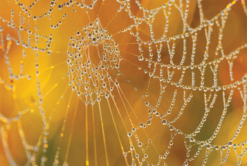 Fototapeta premium Intricate spider web covered in morning dew drops with spiderweb droplets background glistening intricate delicate wildlife abstract photography structure environment wilderness