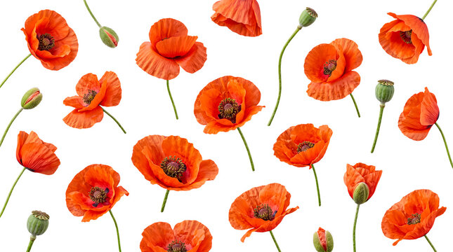 Vibrant red common poppy flowers and buds, beautifully arranged and isolated on a transparent background.