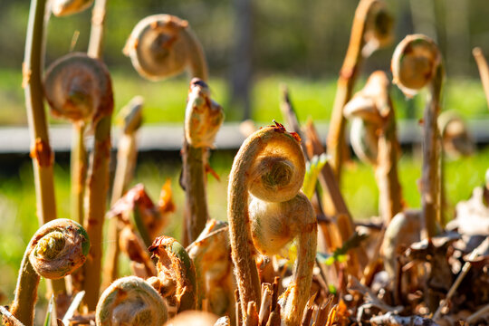 Close-up of young, curled fern fronds known as fiddleheads, unfurling in the forest floor during spring, shot in warm, golden sunlight with a shallow depth of field and bokeh.