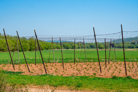 Wide shot of a hop plantation in spring with rows of young crop plants on brown soil, featuring a wooden pole and wire trellis structure, shot on a sunny day under a clear blue sky.