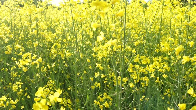 Close up structure of fresh rapeseed blossoms in agricultural field, yellow and green industrial plant texture representing biodiesel raw material