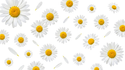 Fototapeta premium Delicate white daisy flowers and loose petals scattered gracefully, evoking fresh spring and summer vibes and charm.