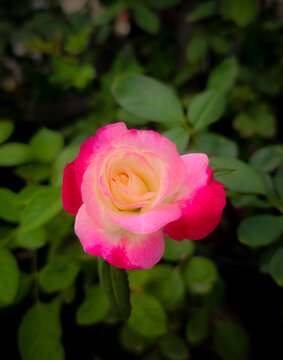 Amaizing Beautiful Blooming Rose Symbol of Love
