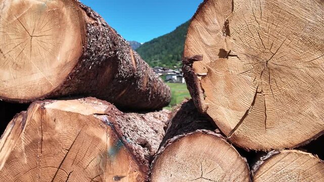 tronchi di legna legni 