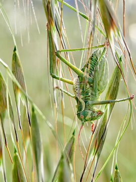 Bush Cricket Amphiestris baetica
