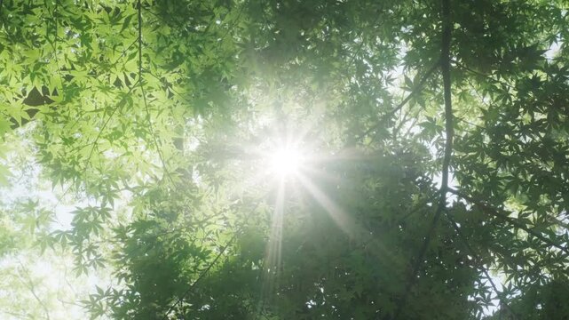 さわやかな自然あふれる森林の山道　見上げた新緑の葉に当たる太陽の強い日差しと木陰・木漏れ日の差し込む葉陰　春・夏・夏休み・アウトドア・行楽・季節・登山
