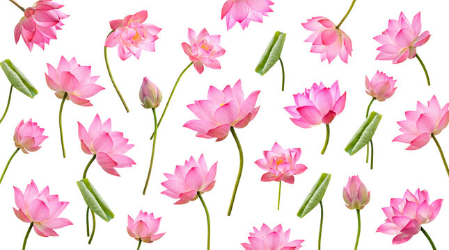 Vibrant pink lotus flowers with stems and buds, gracefully scattered on a transparent background for versatile design.
