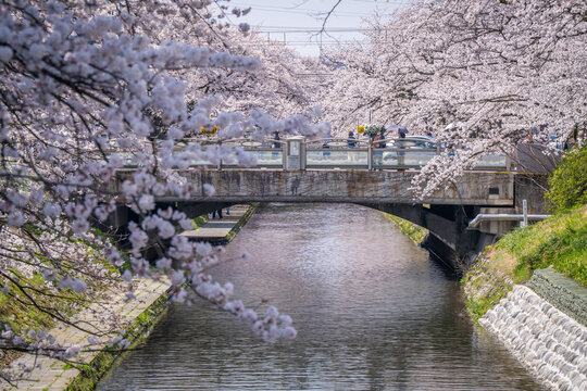 wonderful white pink colorful sakura cherry blossom along Matsukawa river in clear sky day people come out to hanami and boat to see the flowers Toyama Japan