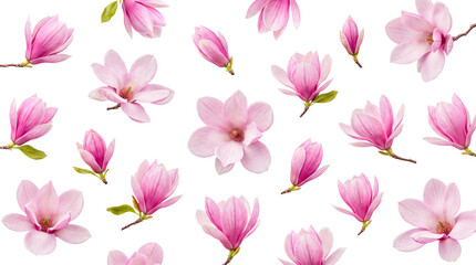 Delicate pink magnolia flowers and opening buds, with green twigs, gracefully arranged on a transparent background. © Kayleigh