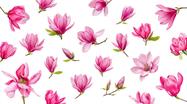 Exquisite pink magnolia flowers and fresh buds, with subtle green twigs.
