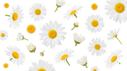 Fresh white daisy flowers with bright yellow centers creating a charming floral pattern. © Kayleigh