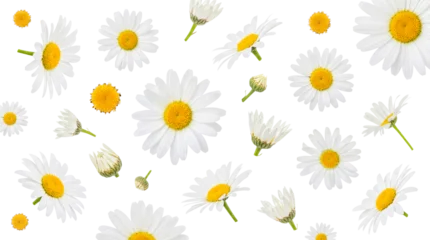 Fototapeten Gänseblümchen Fresh white daisy flowers with bright yellow centers creating a charming floral pattern.  © Kayleigh