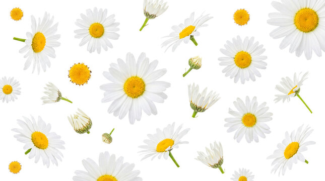 Fresh white daisy flowers with bright yellow centers creating a charming floral pattern.