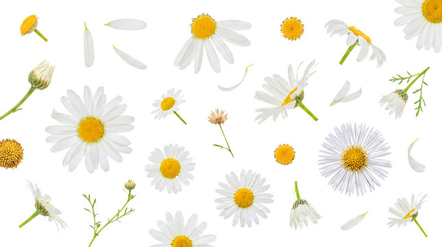 Assortment of fresh white daisy flowers, petals, and buds in a natural pattern, isolated on transparent background.