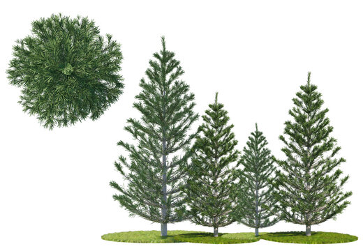 High-quality 3D render of green fir trees on grass patches, isolated on a black background. Includes both side elevations and a top-down architectural plan view for landscaping and design.