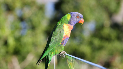 Naklejka premium Vibrant Rainbow Lorikeet Perched on a Glass Railing Outdoors