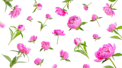 Elegant pink peony flowers and buds scattered gracefully, creating a beautiful pattern on a transparent background. © Samantha