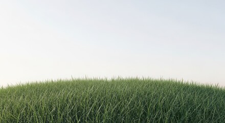 Fototapeta premium Fresh morning dew on lush green grassy hilltop with clear sky at dawn