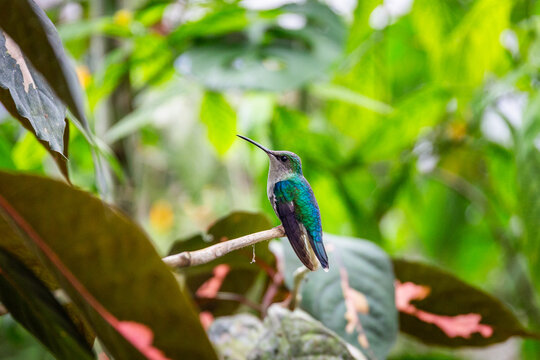 farbenfrohe weiblische Violettkronennymphe in Costa Rica