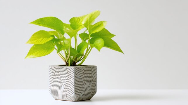 Vibrant Neon Pothos Plant in a Modern Geometric Pot.