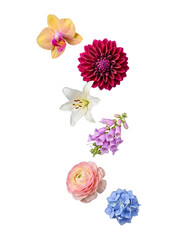 Obraz premium Elegant collection of varied colorful blooming flowers arranged vertically on a transparent background.