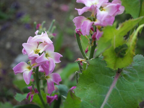花　植物　植物園　plants, flowers, botanical garden