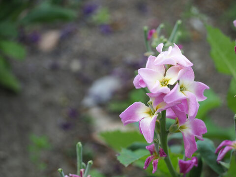 花　植物　植物園　plants, flowers, botanical garden