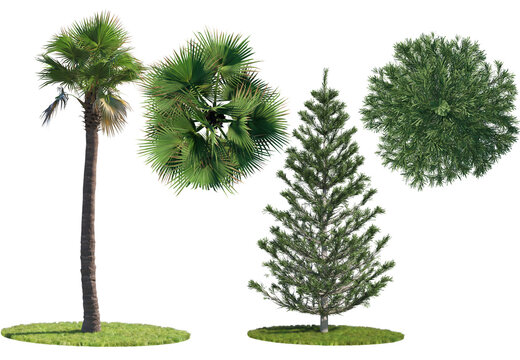 High-quality 3D render of green fir trees and palm trees, isolated on a black background. Includes both side elevations and a top-down architectural plan view for landscaping and design.