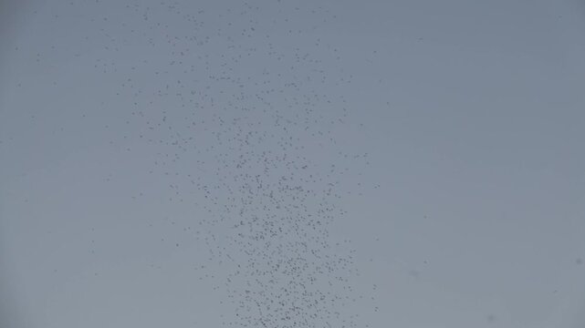 Swarming insects with a blue sky background during the summer