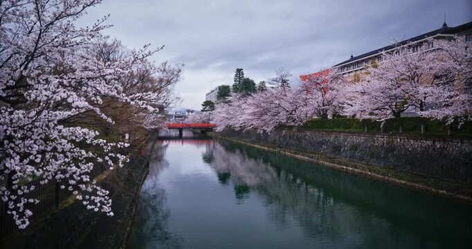 Wide, tracking shot alongside canal with majestic view of cherry blossom trees and Japanese bridge