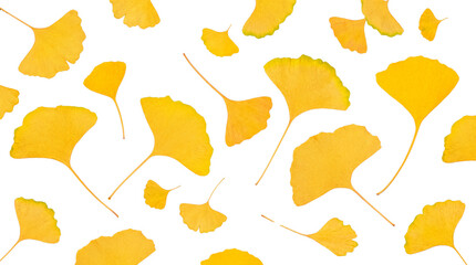 Vibrant, brightly lit yellow ginkgo biloba leaves, perfectly isolated on a transparent background for striking designs. © Nicole