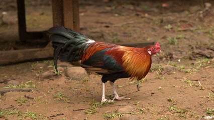 Colorful Rooster Standing on Dirt Ground in a Rural Farmyard Setting © blueringmedia