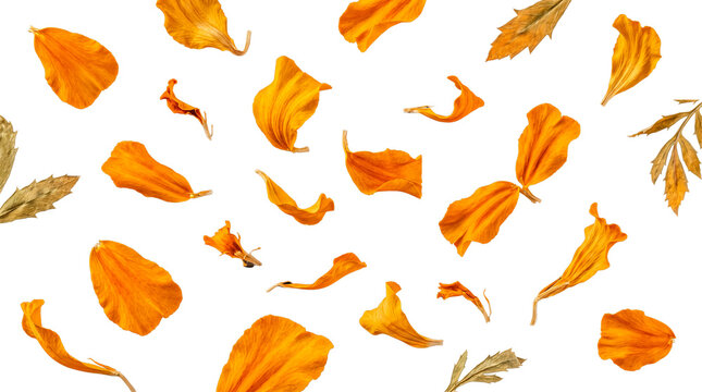 Vibrant orange marigold flower petals and dry leaves gracefully scattered, a beautiful botanical photograph.