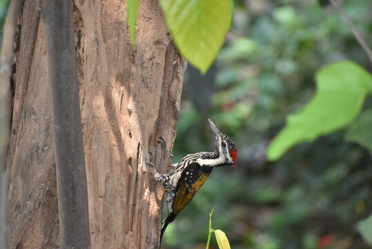 A beautiful black- rumped flameback Woodpecker is searching food on the tree stem in a green blurred forest background . A great spotted Woodpecker in the nature habitat.