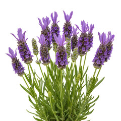 Obraz premium Fresh purple lavender flowers in a natural cluster