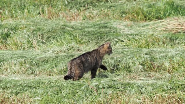 European wildcat (Felis silvestris) hunting in its natural habitat, likely catches a small mouse