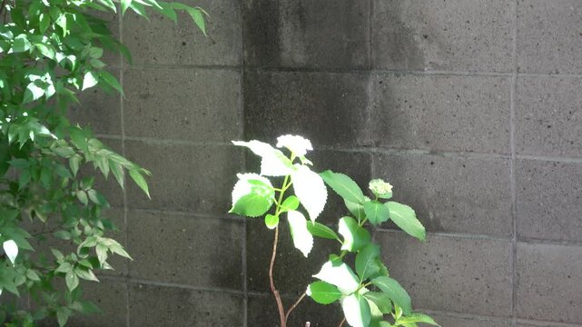 5月の紫陽花　咲き始め