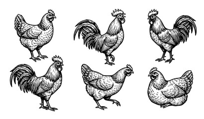 Farm Chicken and Rooster Vintage Illustration, Poultry Bird Sketch Set © Crafts Home
