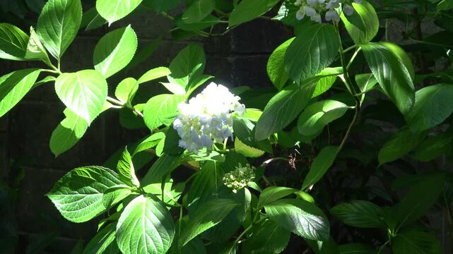 木漏れ日と紫陽花の庭